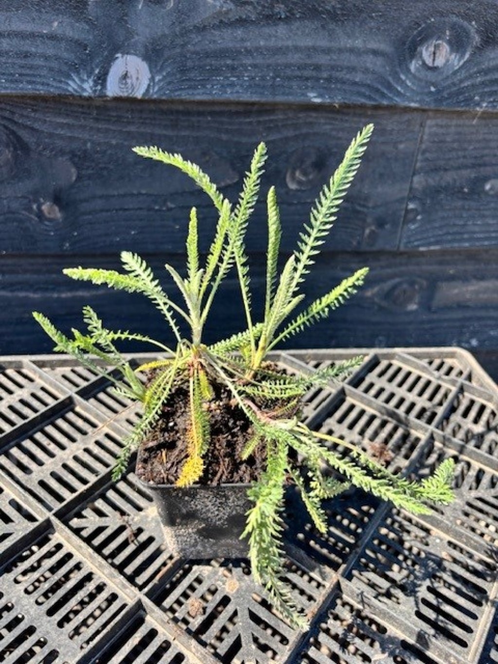 Achillea ‘Terracotta’