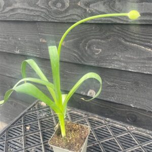 Allium ‘Purple Sensation’