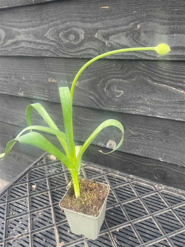 Allium ‘Purple Sensation’