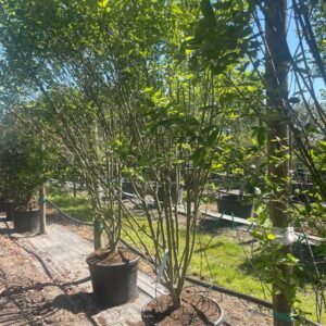 Amelanchier can. Rainbow Pillar