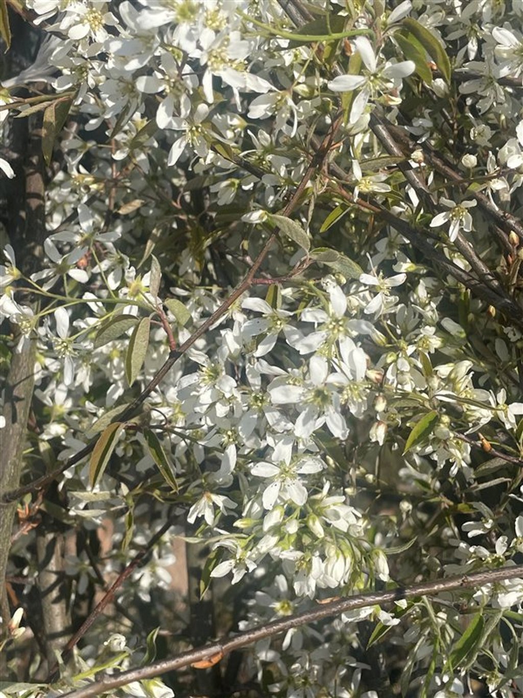 Amelanchier can. Rainbow Pillar