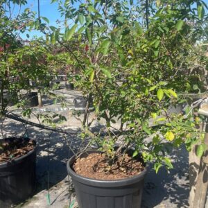 Amelanchier lamarckii