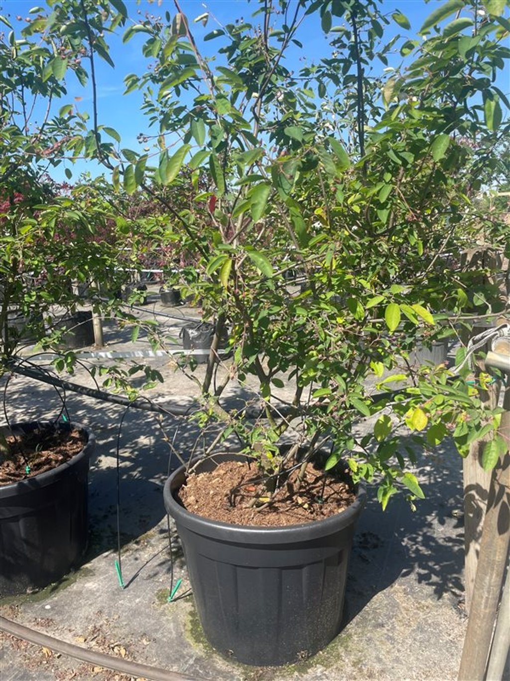 Amelanchier lamarckii