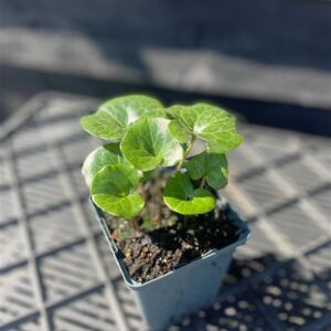 Asarum europaeum
