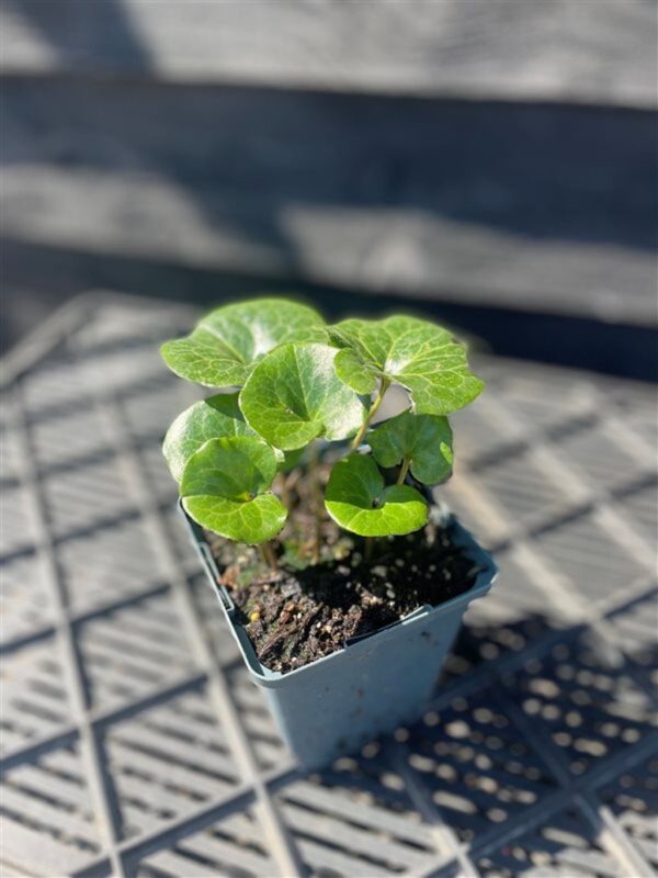 Asarum europaeum