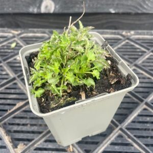 Campanula c. ‘Blaue Clips’