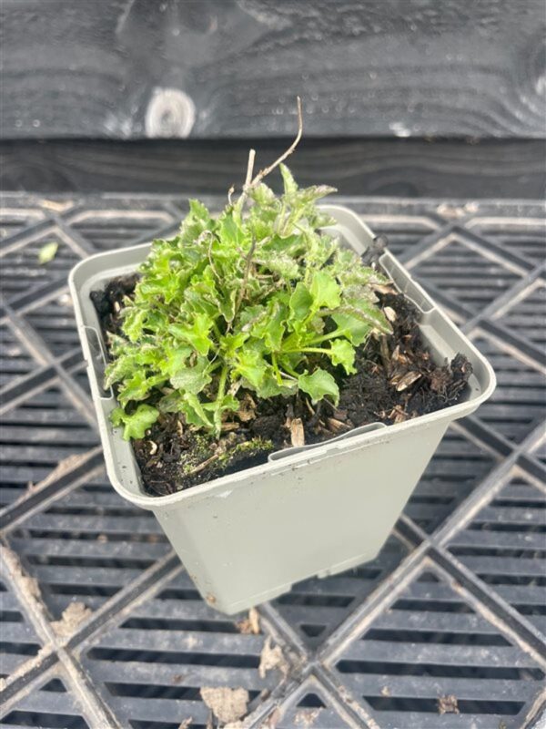 Campanula c. ‘Blaue Clips’
