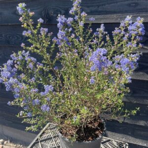 Ceanothus ‘Julia Phelps’