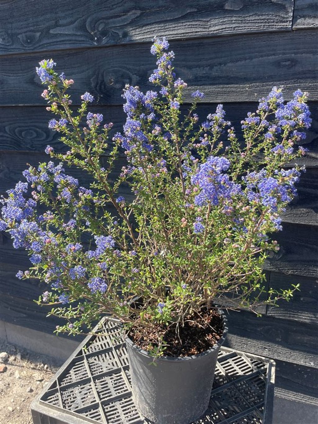 Ceanothus ‘Julia Phelps’