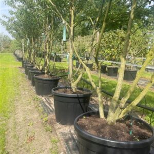 Cornus alternifolia