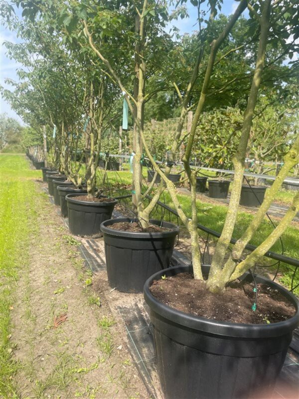 Cornus alternifolia