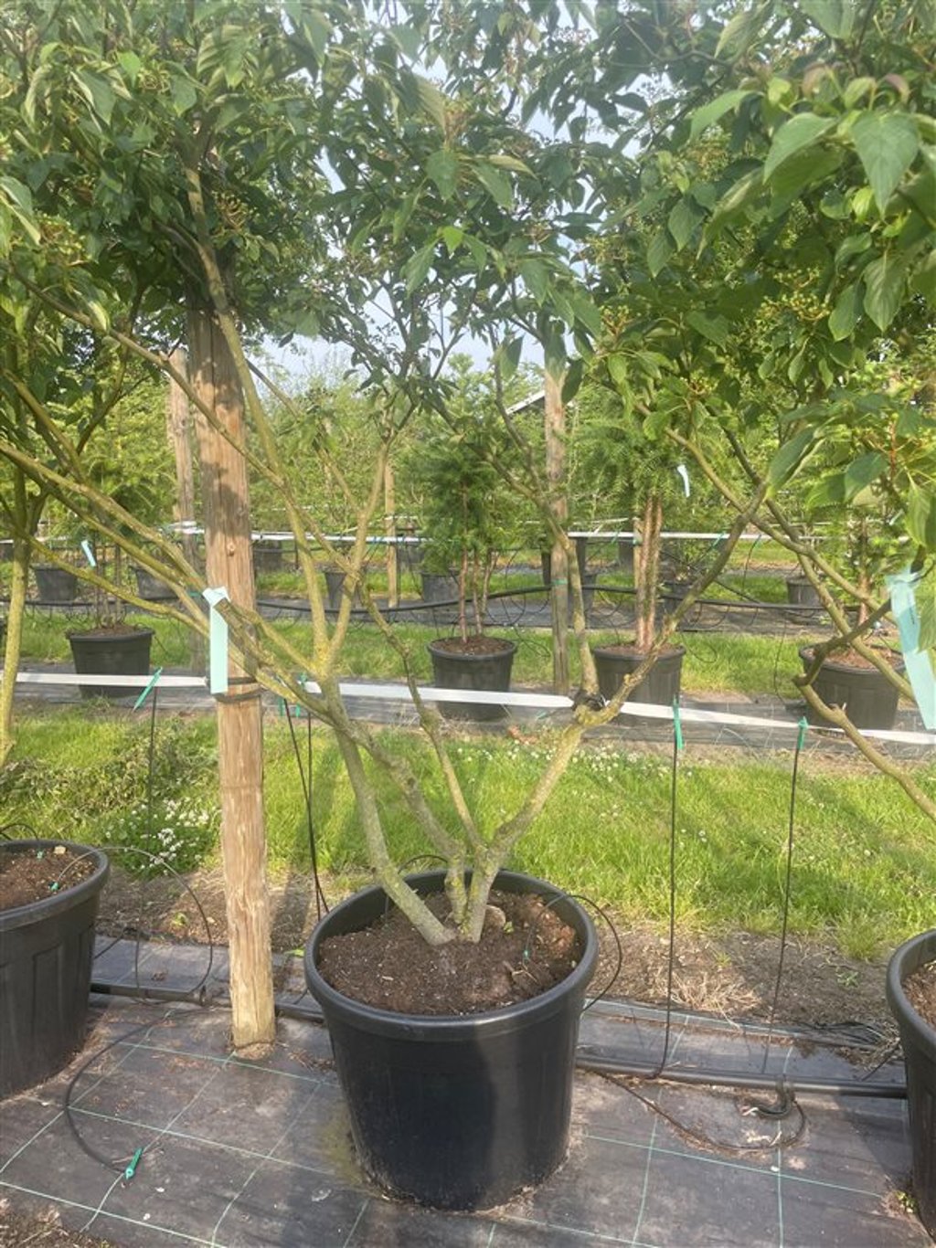 Cornus alternifolia