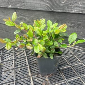 Cotoneaster dammeri
