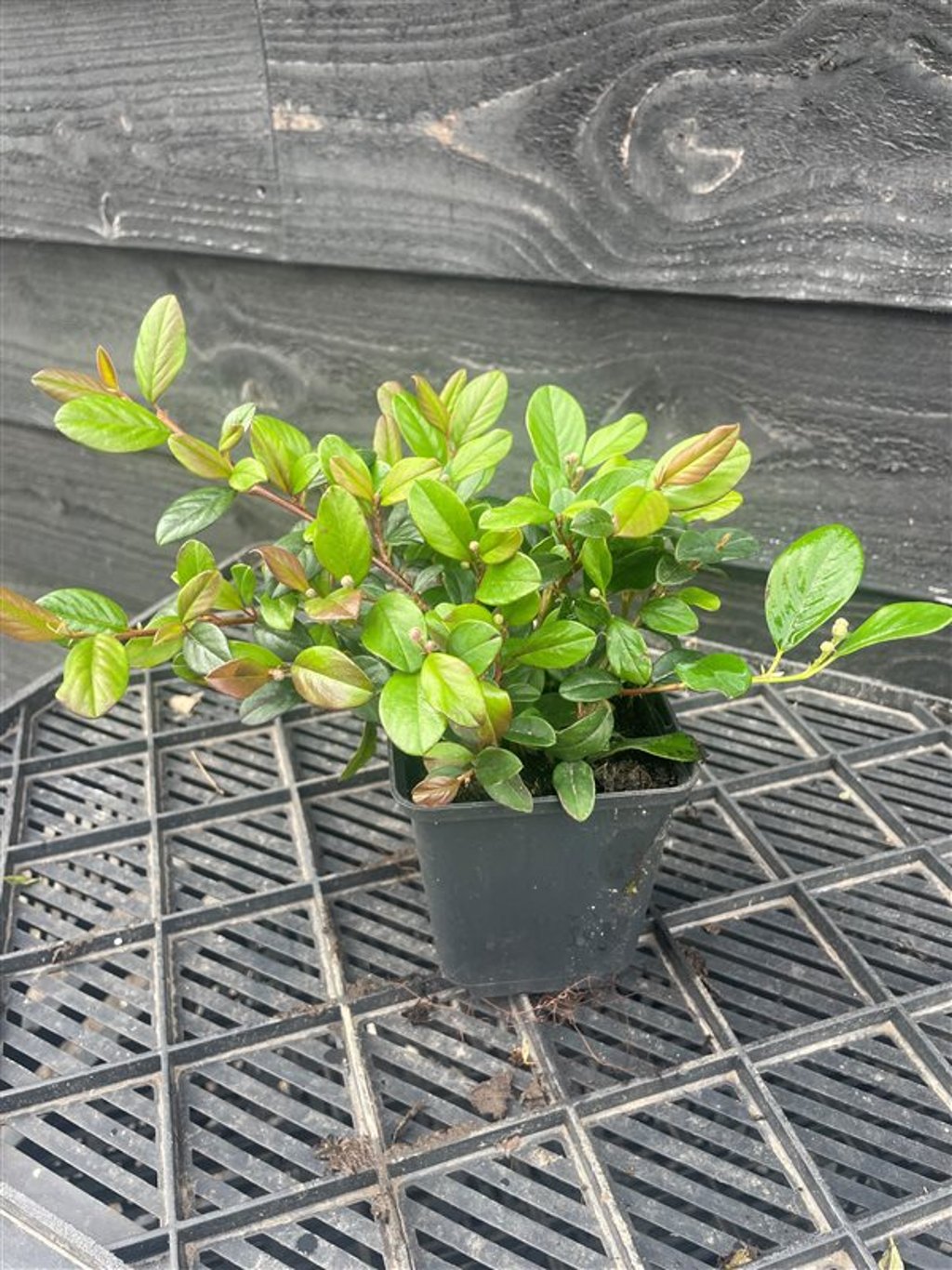 Cotoneaster dammeri