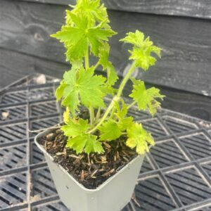 Delphinium (E) ‘Magic F. Sky Blue’