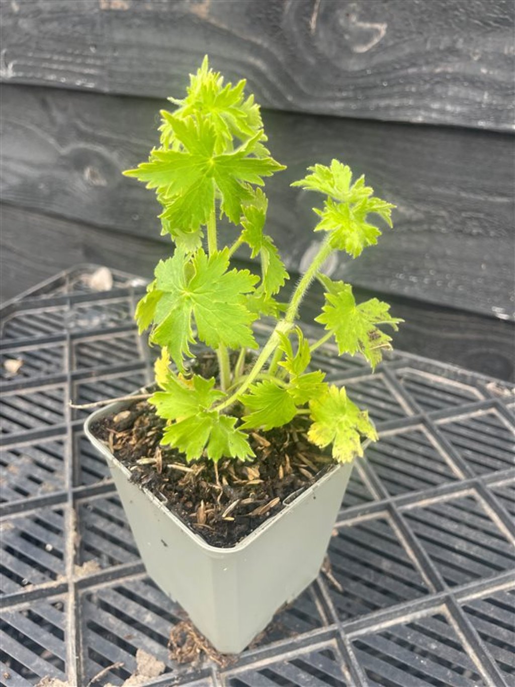 Delphinium (E) ‘Magic F. Sky Blue’