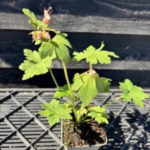 Geranium macr. ‘Spessart’