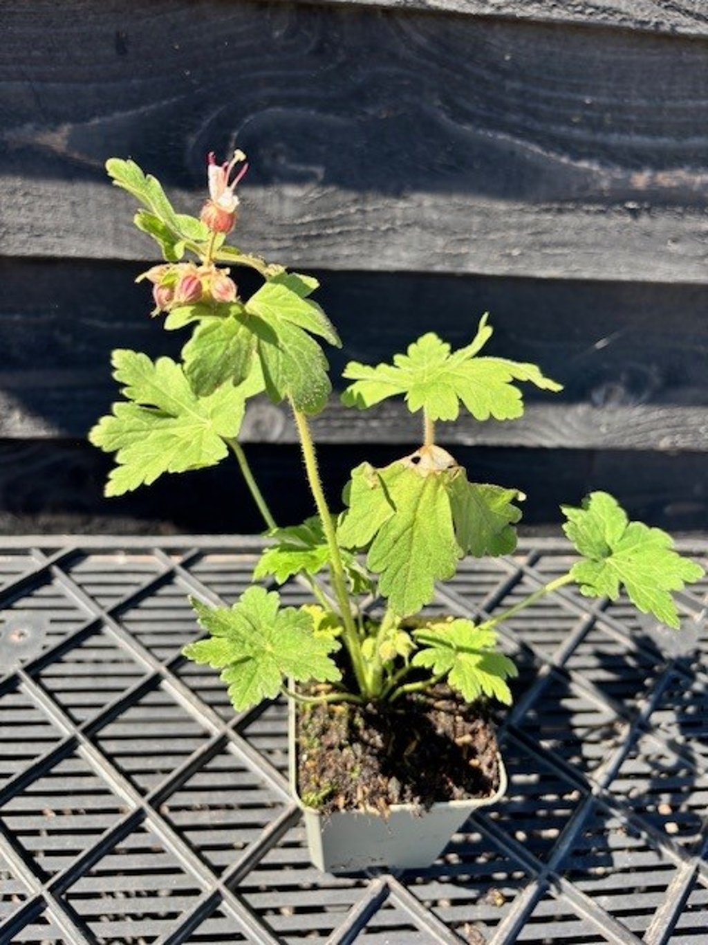 Geranium macr. ‘Spessart’