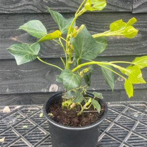 Hedera hel. ‘Arborescens’
