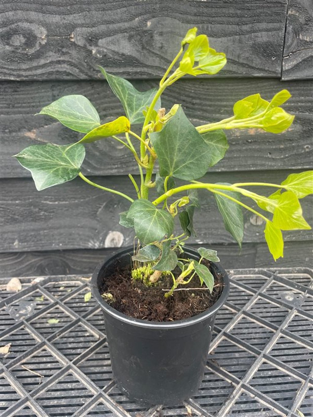 Hedera hel. ‘Arborescens’