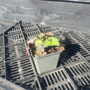 Heuchera ‘Paris’