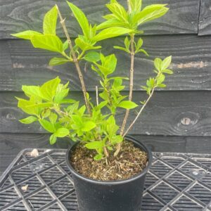 Hydrangea pan. ‘Limelight’