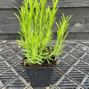 Lavandula ang. ‘Dwarf Blue’