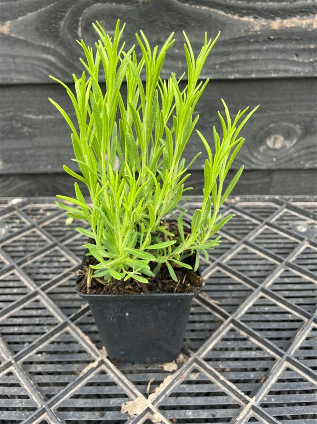 Lavandula ang. ‘Dwarf Blue’