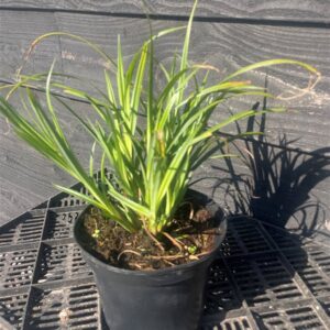 Liriope muscari