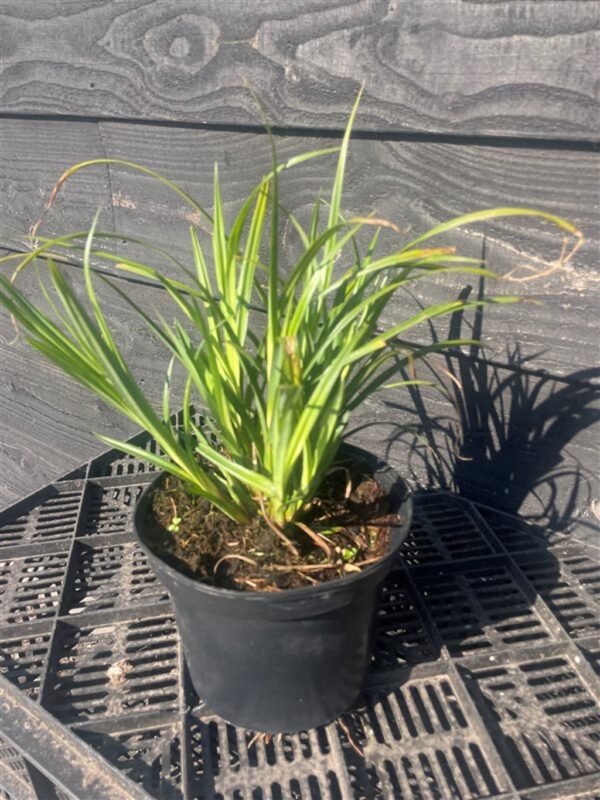 Liriope muscari