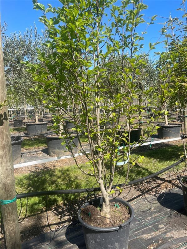 Magnolia kobus