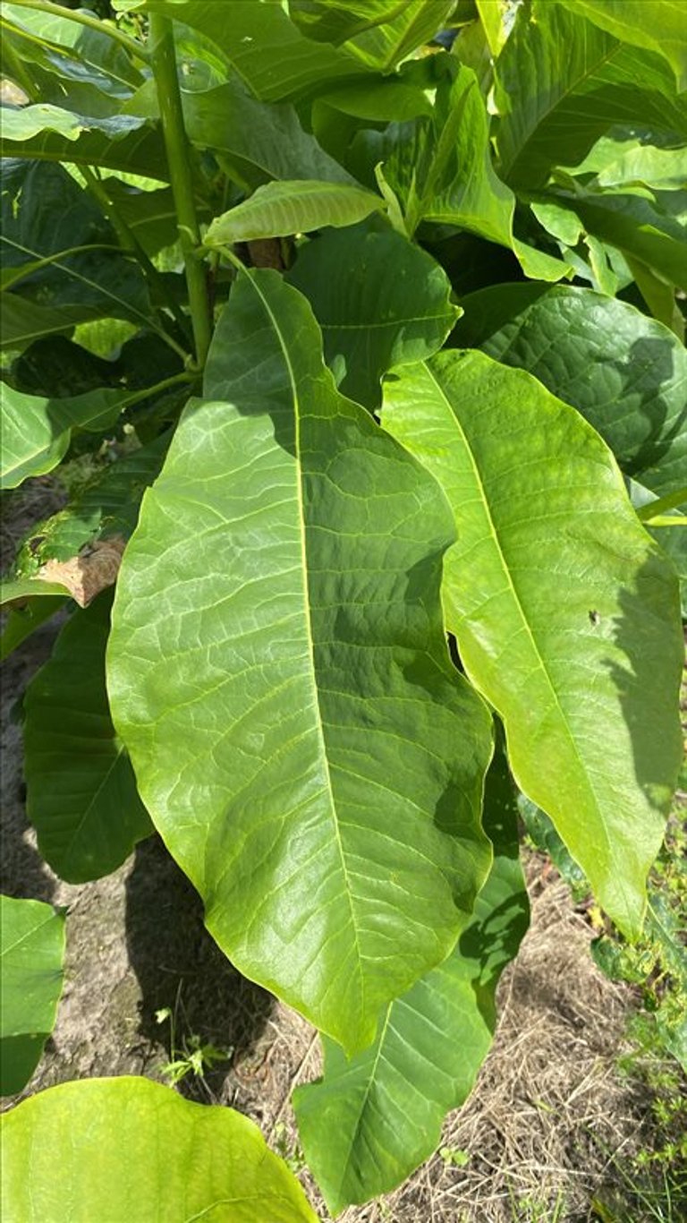 Magnolia tripetala