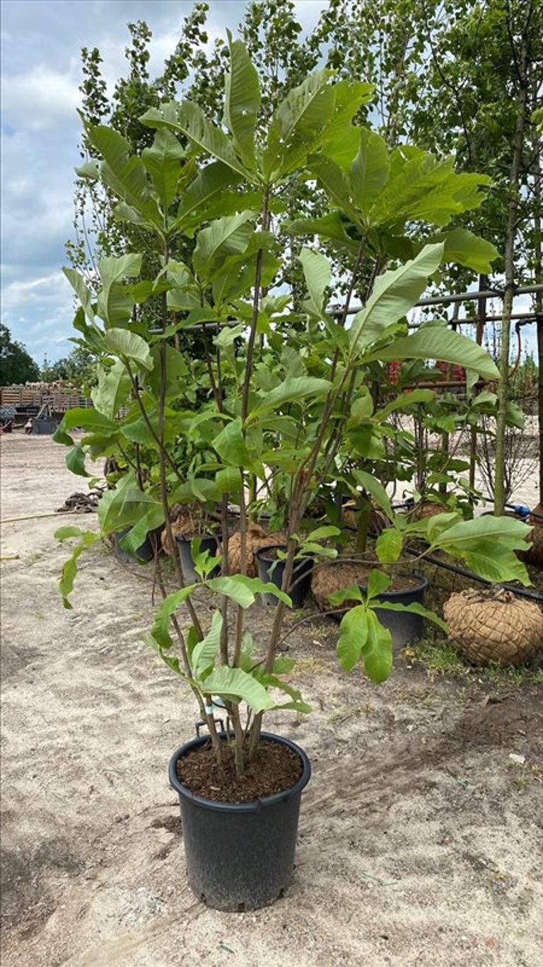 Magnolia tripetala
