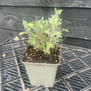 Nepeta faasenii ‘Walker’s Low’