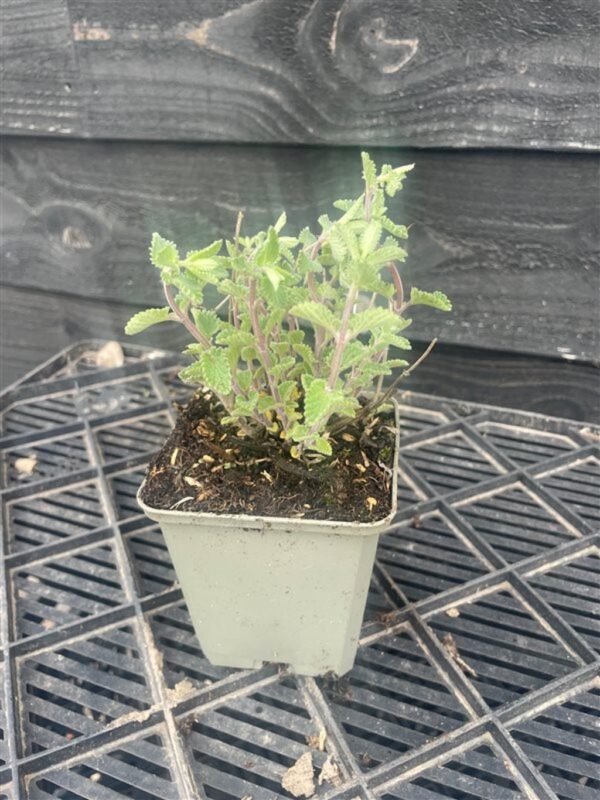 Nepeta faasenii ‘Walker’s Low’