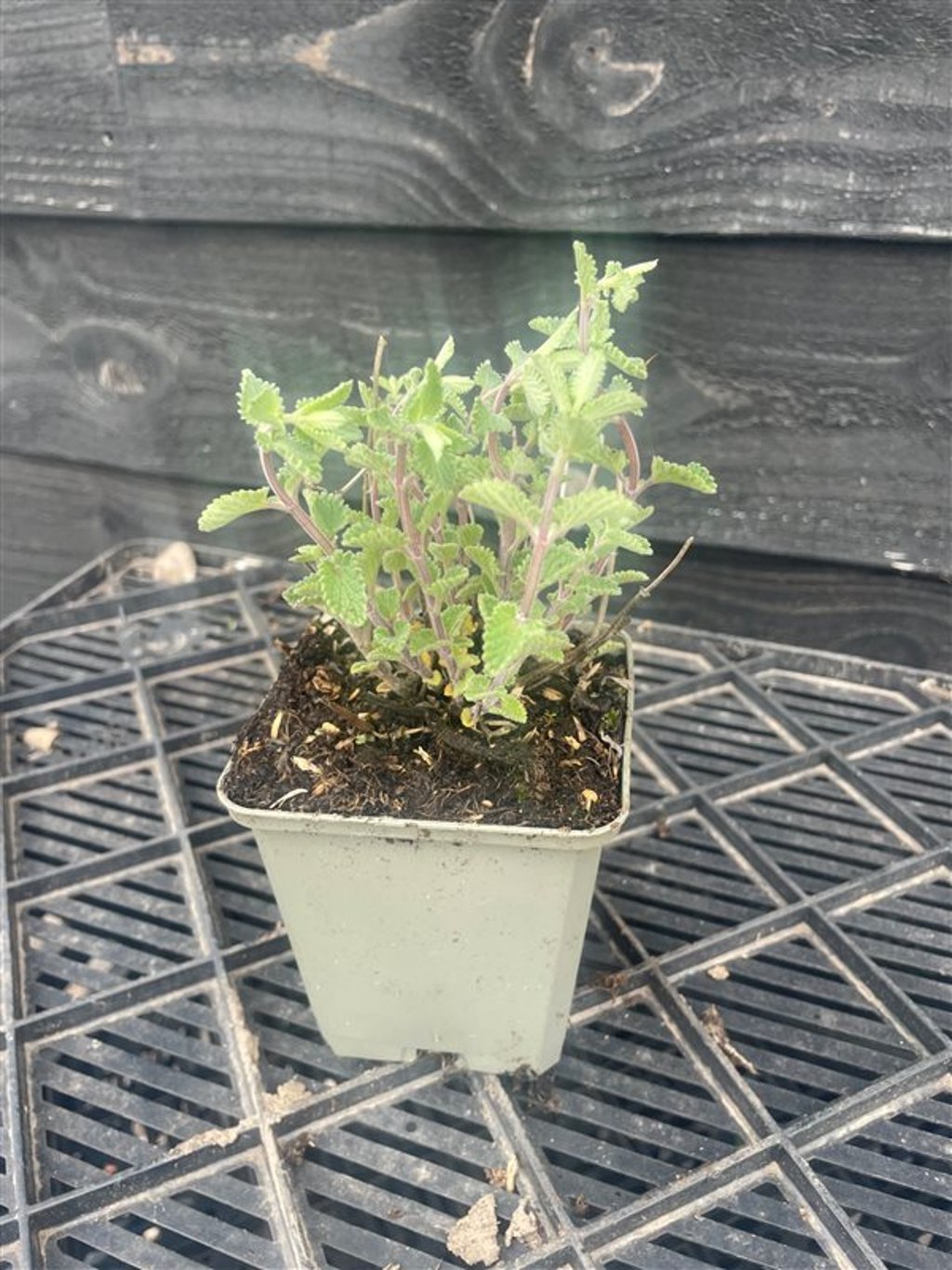 Nepeta faasenii ‘Walker’s Low’