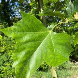 Platanus hispanica