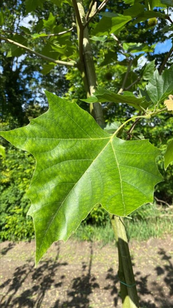 Platanus hispanica