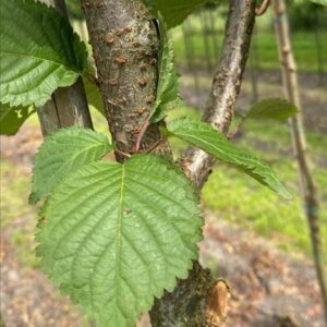 Prunus ‘Spire’