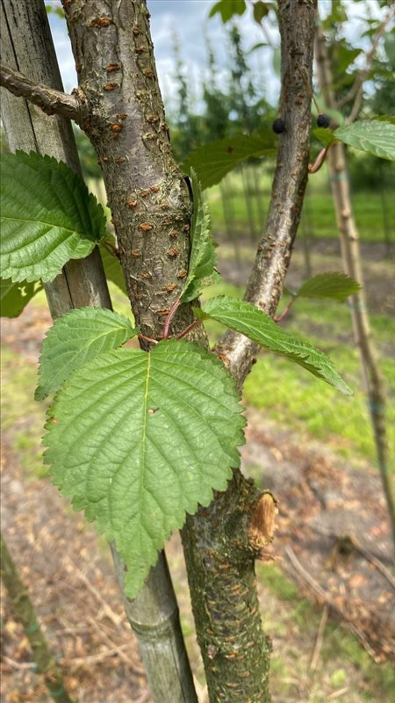 Prunus ‘Spire’