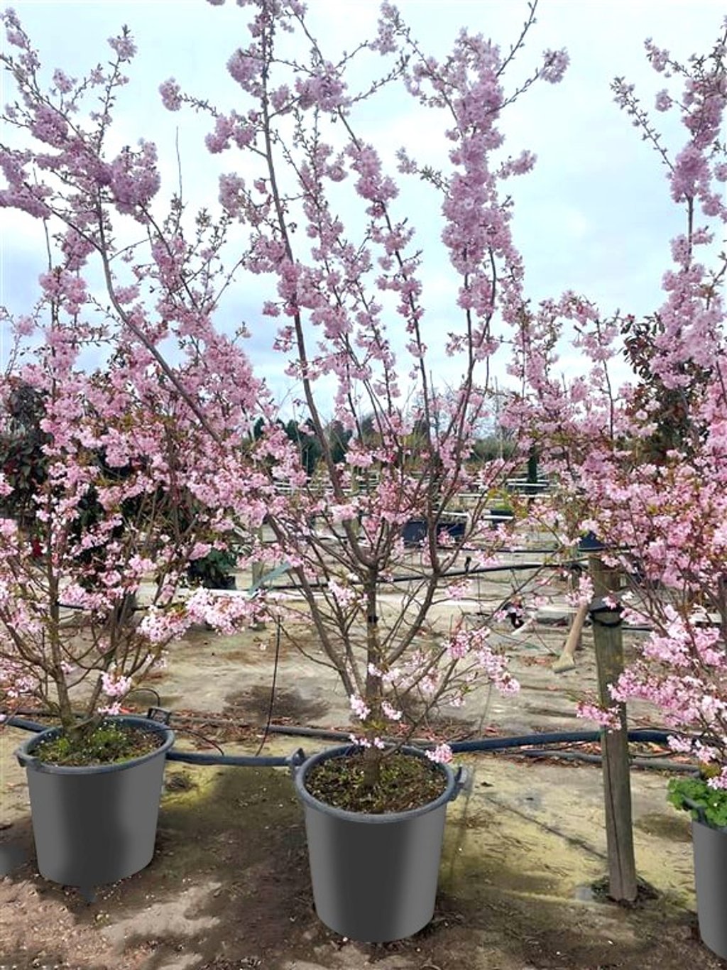 Prunus subh. ‘Autumnalis’