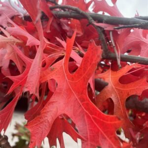 Quercus palustris
