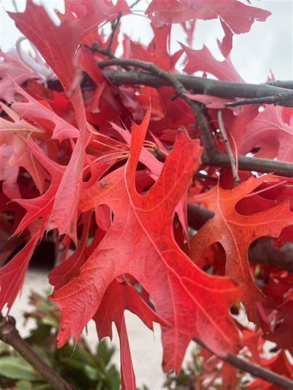 Quercus palustris