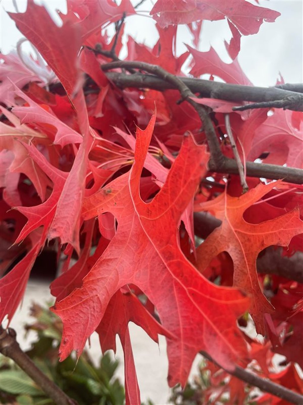 Quercus palustris