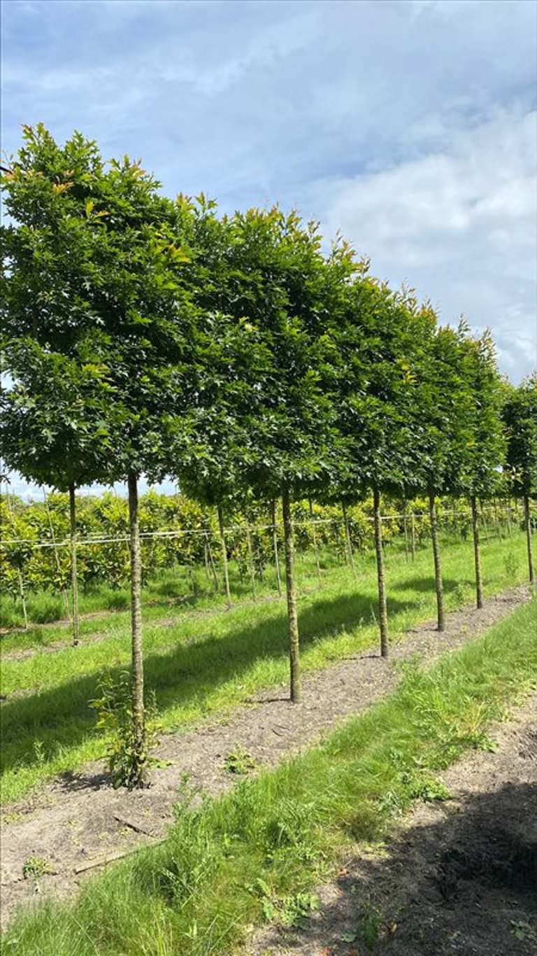 Quercus palustris