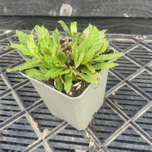 Salvia nemorosa