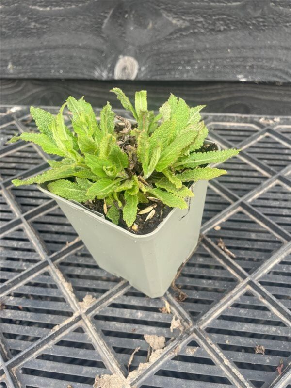 Salvia nemorosa
