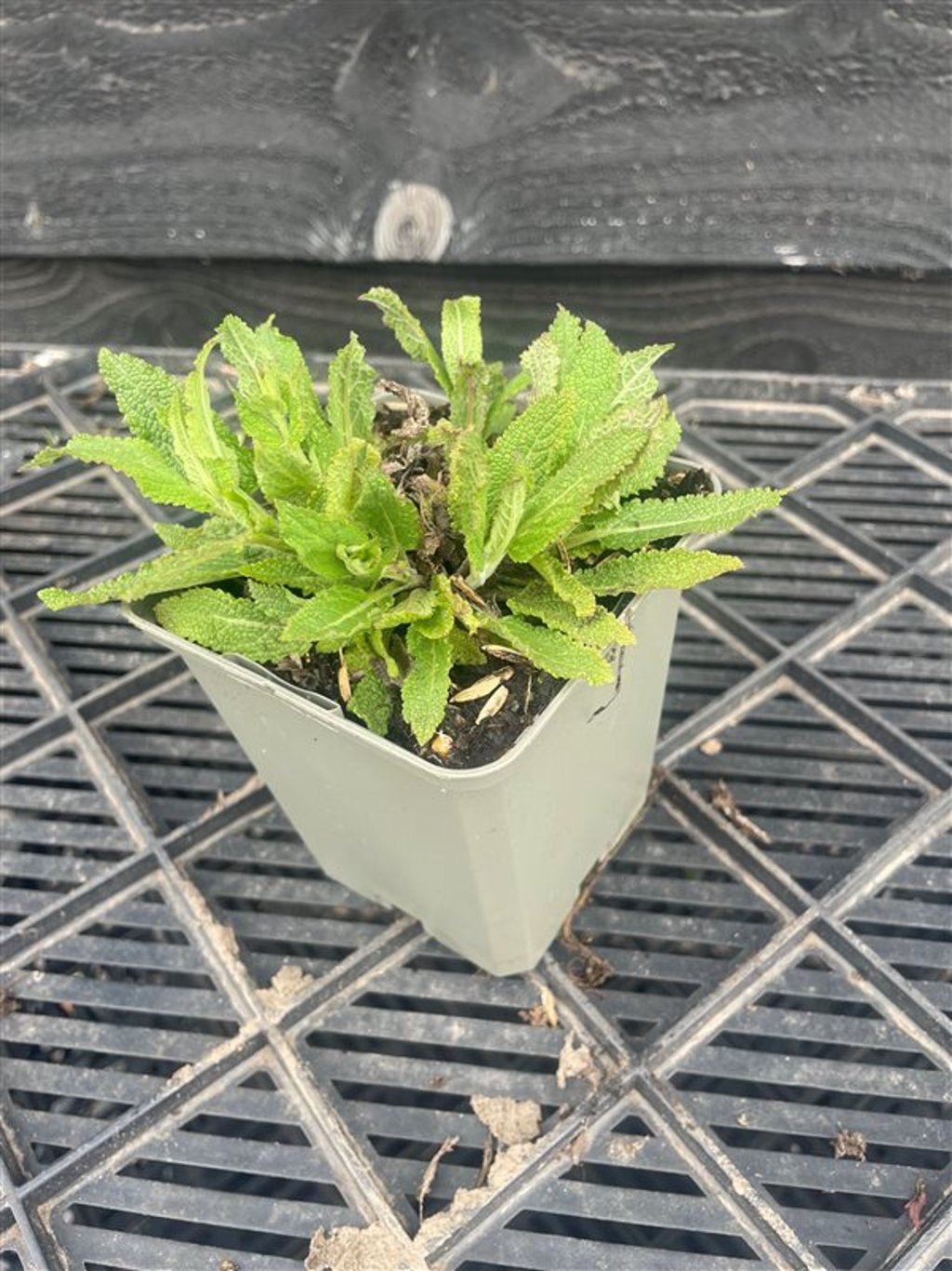 Salvia nemorosa
