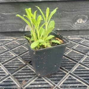 Salvia nemorosa ‘Ostfriesland’