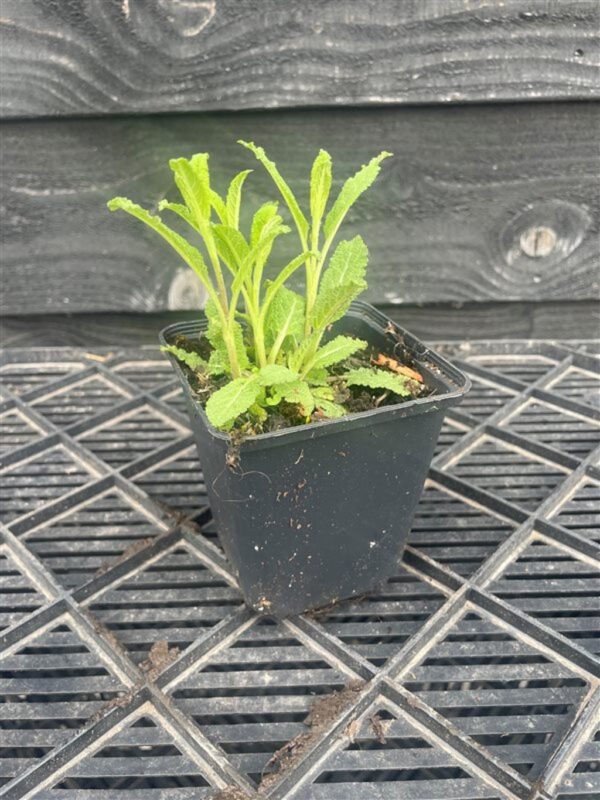Salvia nemorosa ‘Ostfriesland’
